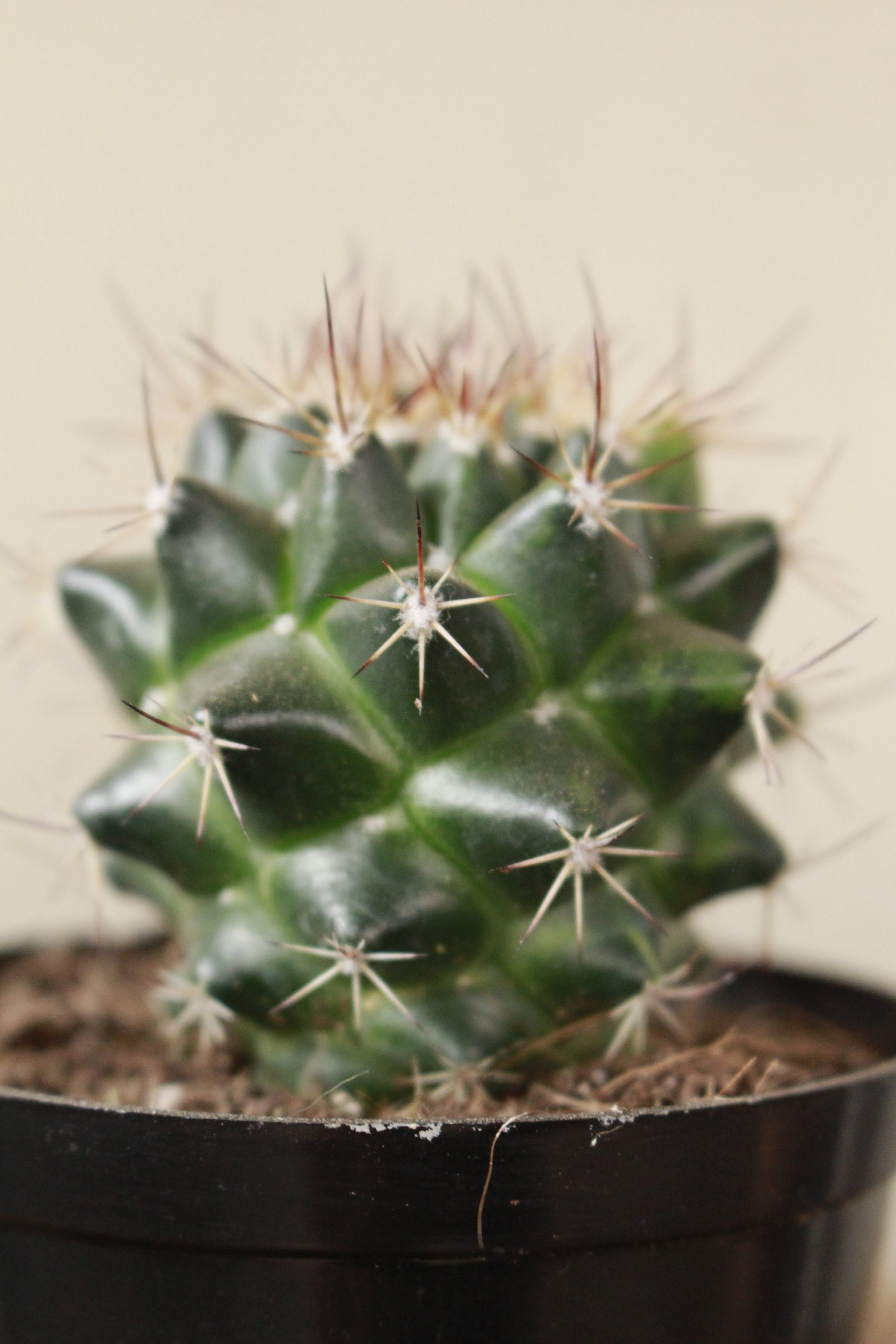 Coryphantha pycnacantha Cactus small terrarium