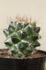 Load image into Gallery viewer, Coryphantha pycnacantha Cactus small terrarium
