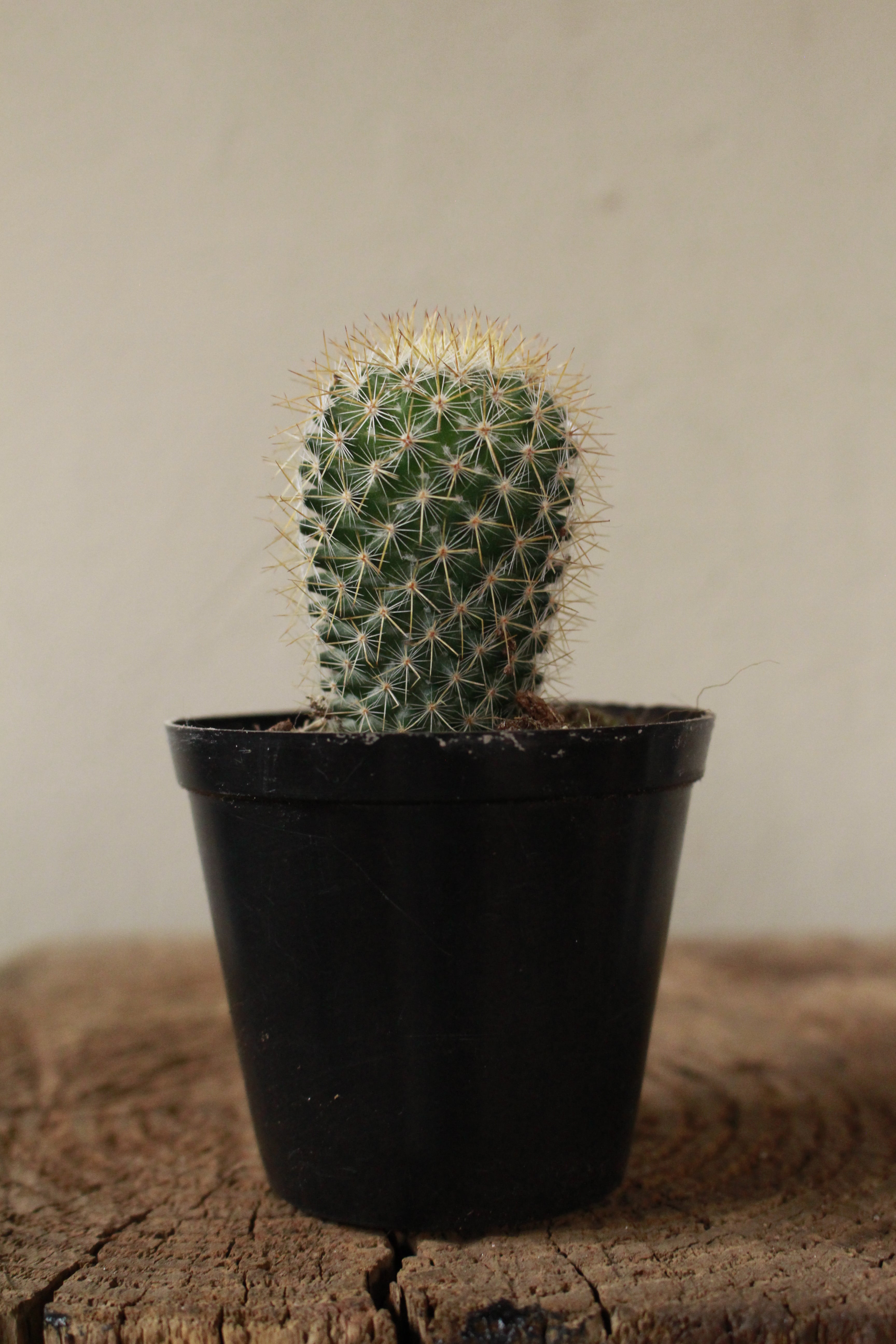 Rose Pincusion cactus small terrarium