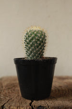 Load image into Gallery viewer, Rose Pincusion cactus small terrarium
