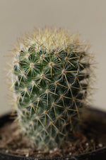 Load image into Gallery viewer, Rose Pincusion cactus small terrarium
