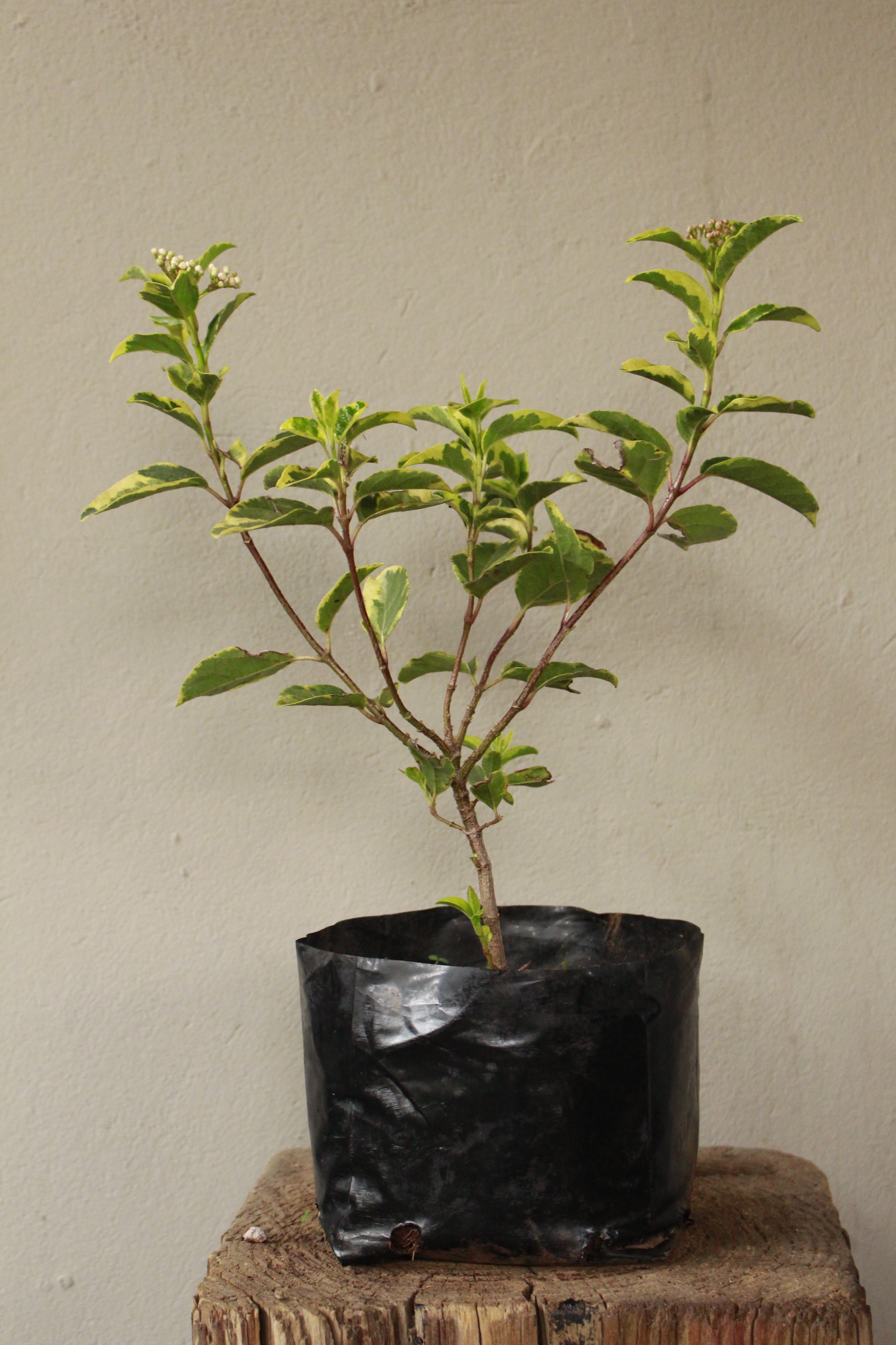 Viburnum Tinus Variegatum