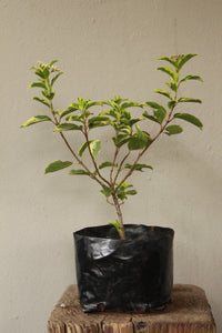 Viburnum Tinus Variegatum