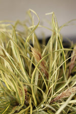 Load image into Gallery viewer, Carex Evergold grass
