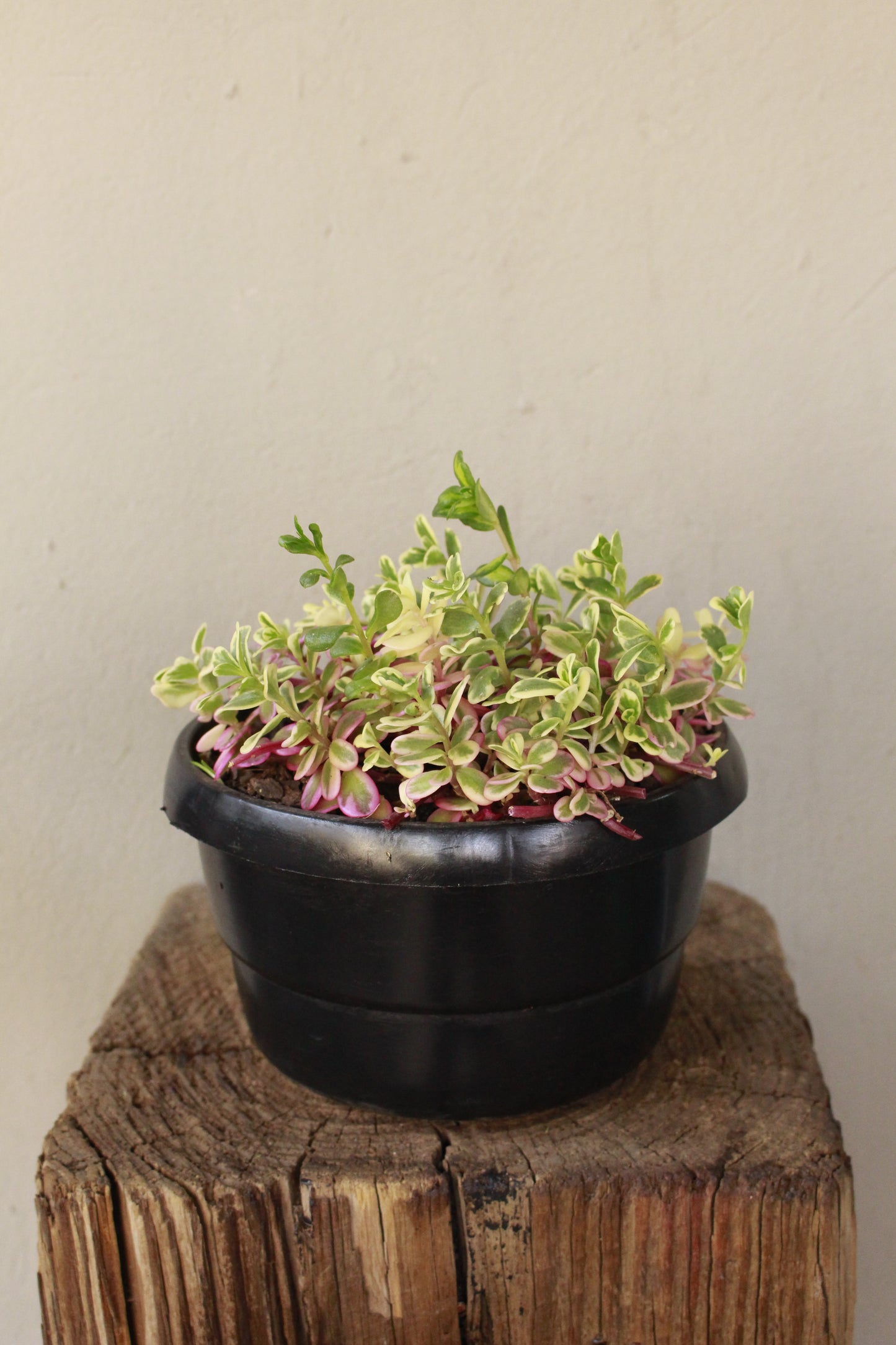 Portulaca Rainbow