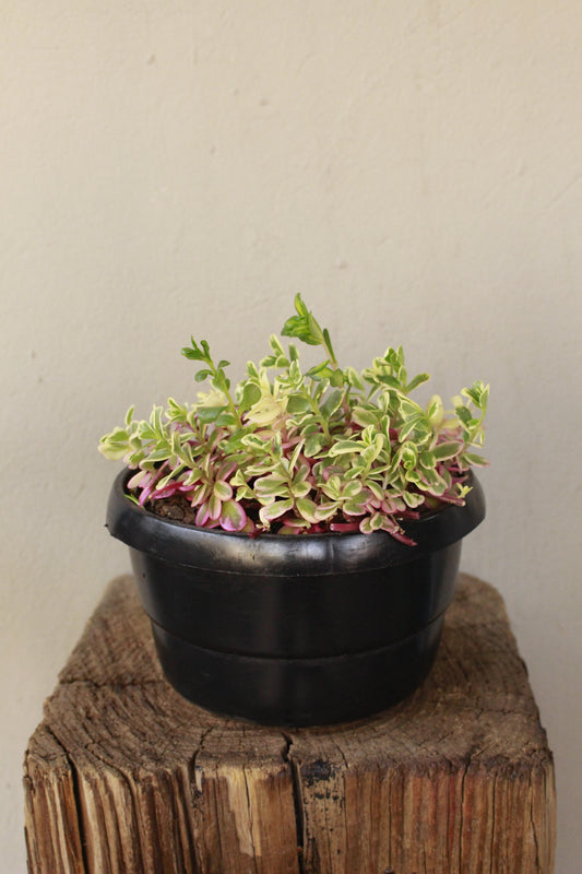 Portulaca Rainbow
