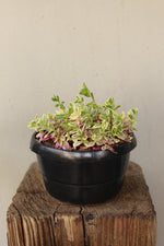 Load image into Gallery viewer, Portulaca Rainbow
