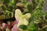 Load image into Gallery viewer, Portulaca Rainbow
