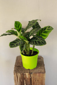 Calathea Zebrina