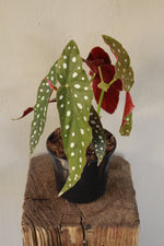 Load image into Gallery viewer, Begonia Maculata - Polka dot
