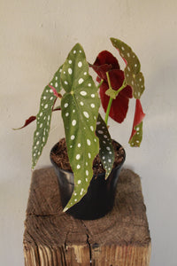 Begonia Maculata - Polka dot