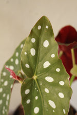Load image into Gallery viewer, Begonia Maculata - Polka dot
