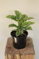 Load image into Gallery viewer, Calathea Freddie
