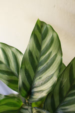 Load image into Gallery viewer, Calathea Freddie
