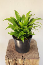Load image into Gallery viewer, Dracaena Compacta
