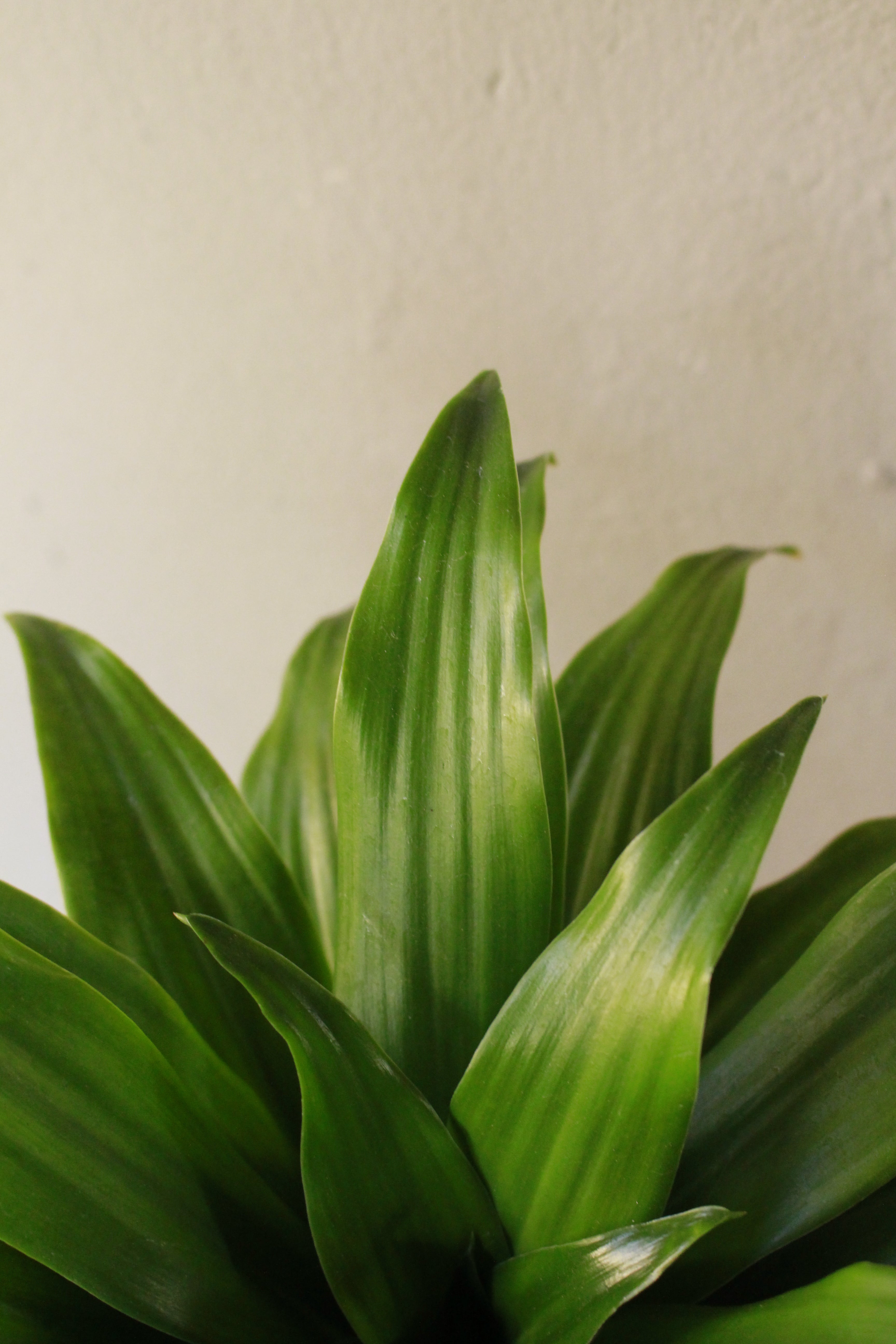 Dracaena Compacta