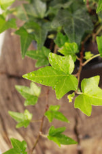 Load image into Gallery viewer, English Ivy
