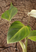 Load image into Gallery viewer, Philodendron Gloriosum Plug
