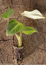 Load image into Gallery viewer, Philodendron Gloriosum Plug
