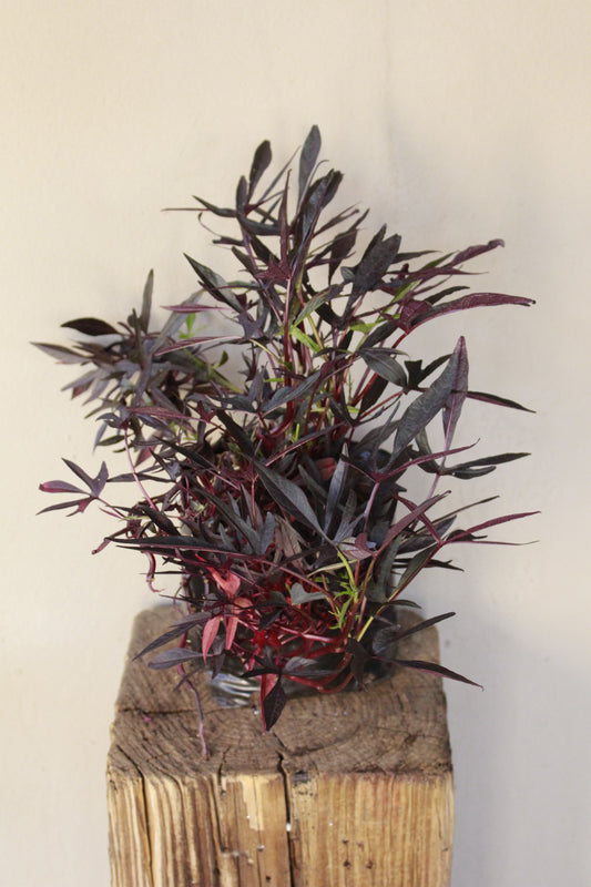 Ipomoea Batatas