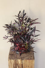 Load image into Gallery viewer, Ipomoea Batatas
