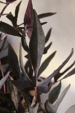 Load image into Gallery viewer, Ipomoea Batatas
