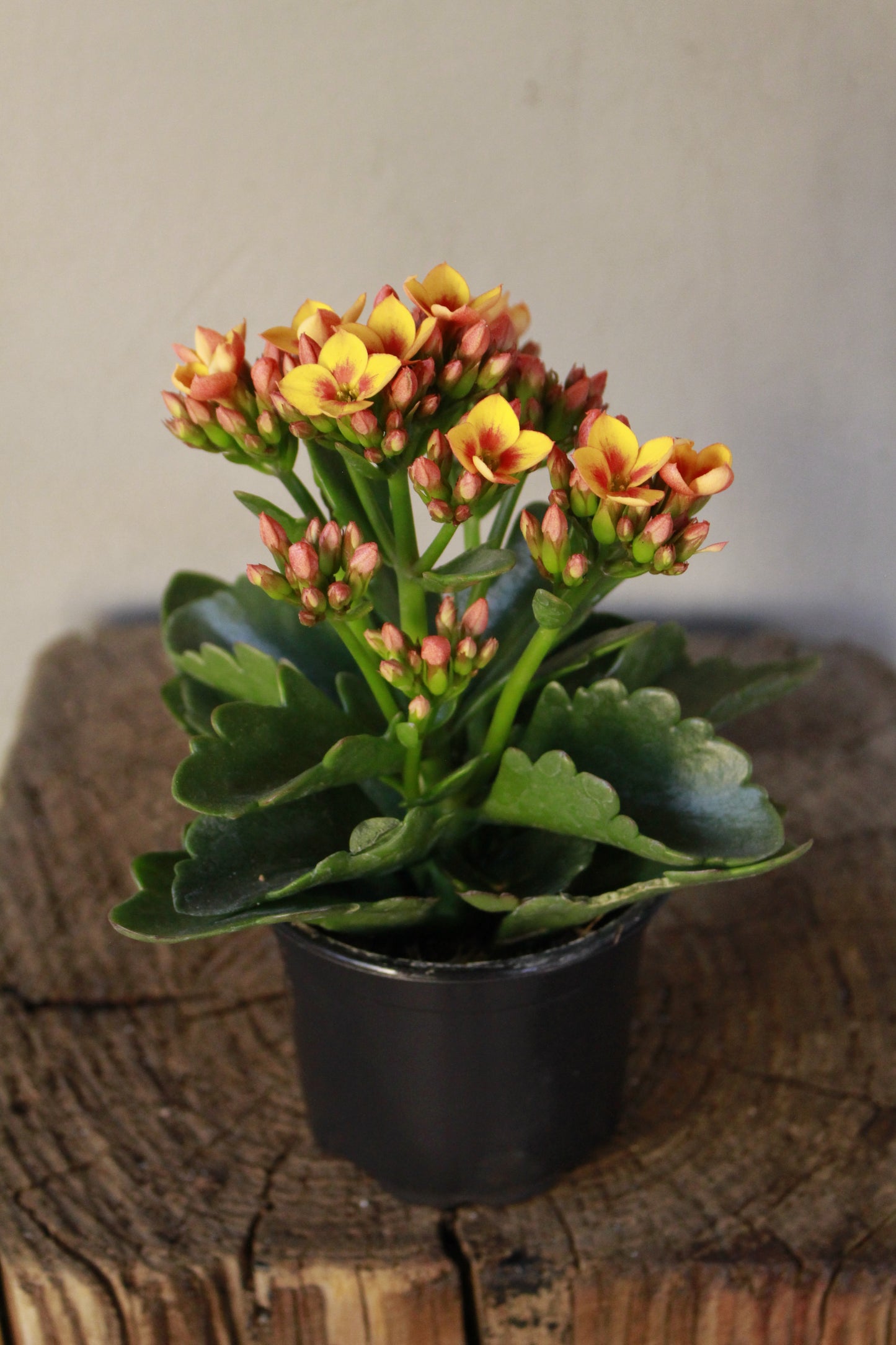 Kalanchoe