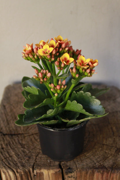 Kalanchoe