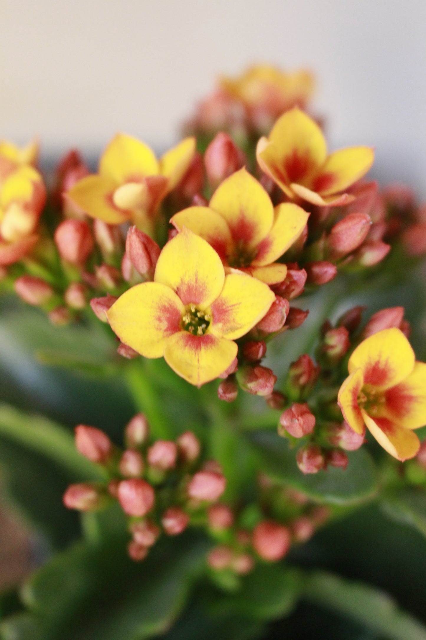 Kalanchoe