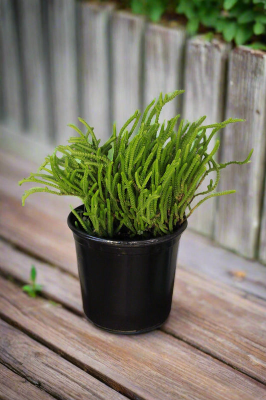 Watch Chain Crassula Muscosa