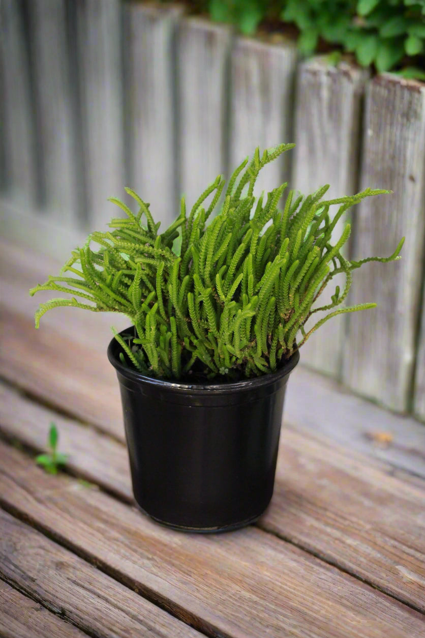 Watch Chain Crassula Muscosa