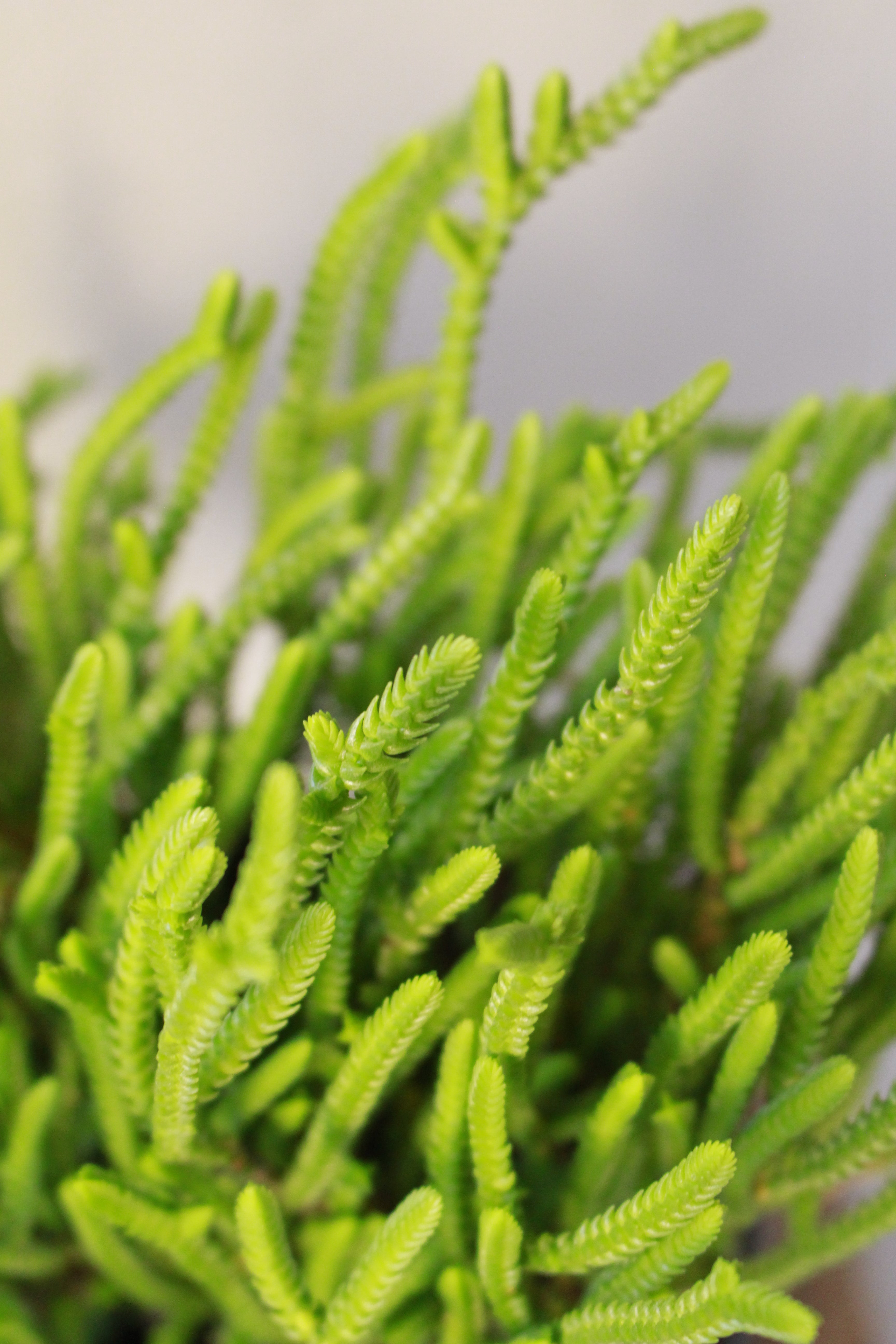 Watch Chain Crassula Muscosa