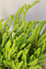 Load image into Gallery viewer, Watch Chain Crassula Muscosa
