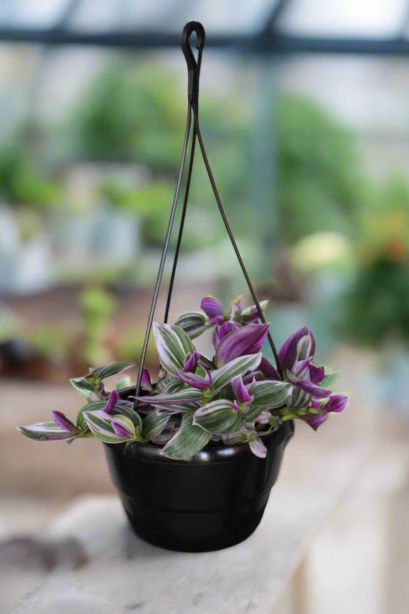 Tradescantia Nanouk