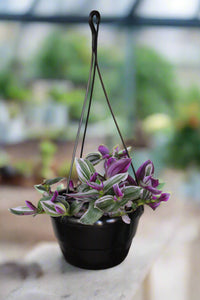 Tradescantia Nanouk