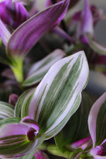 Load image into Gallery viewer, Tradescantia Nanouk
