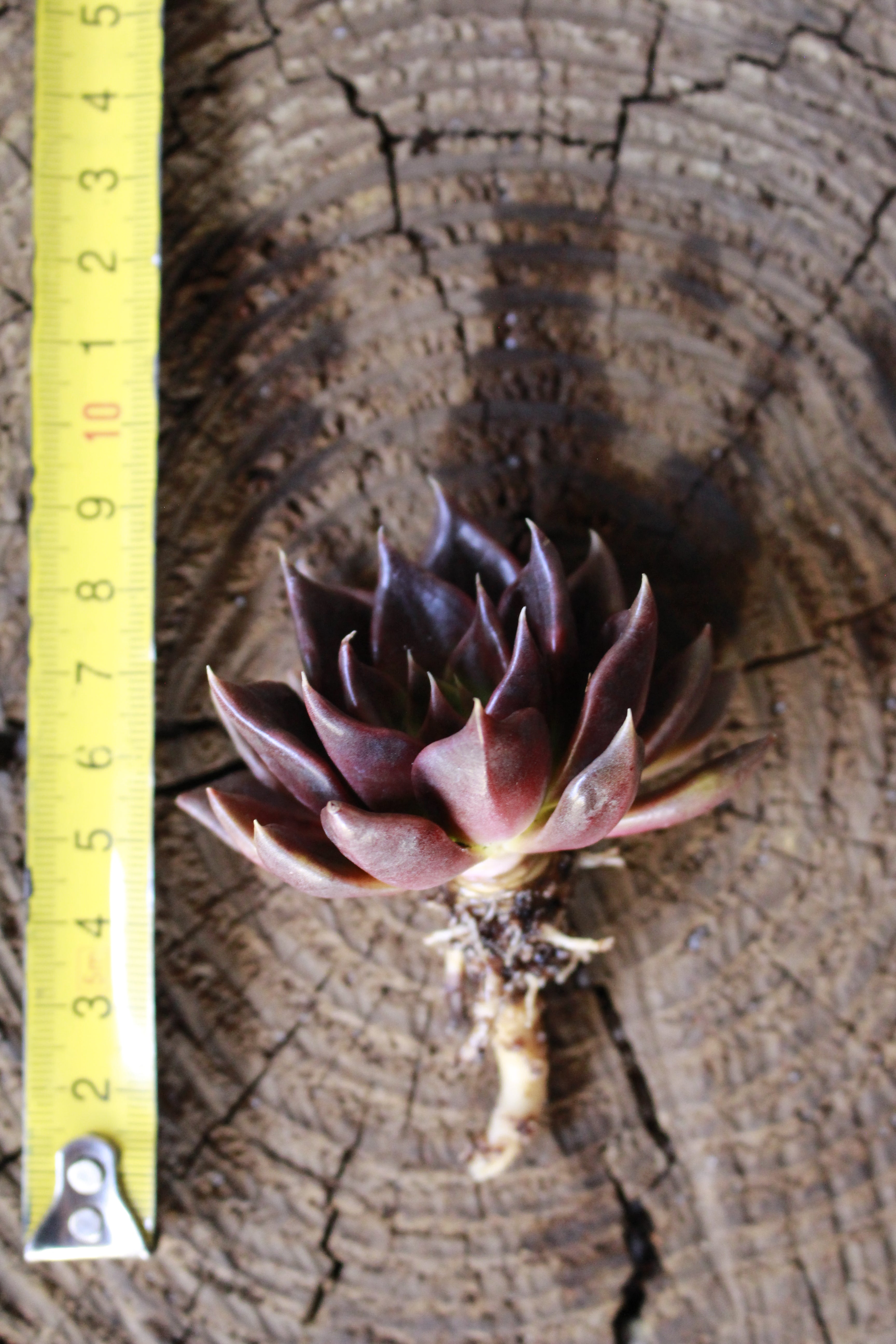 Echeveria Black Prince