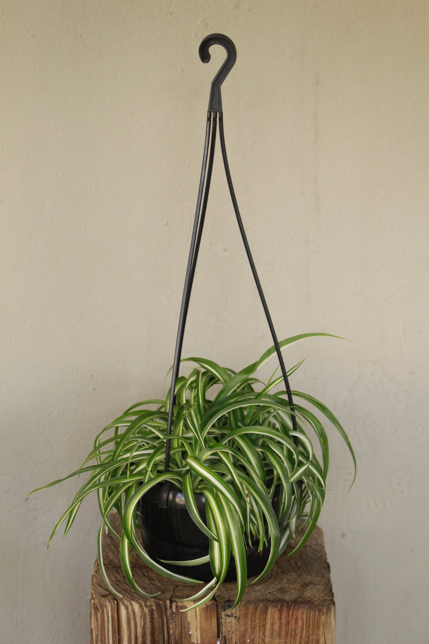 Spider Plant Bonnie hanging pot