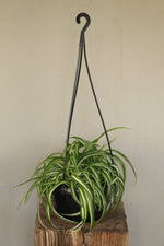 Load image into Gallery viewer, Spider Plant Bonnie hanging pot
