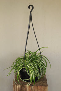 Spider Plant Bonnie hanging pot