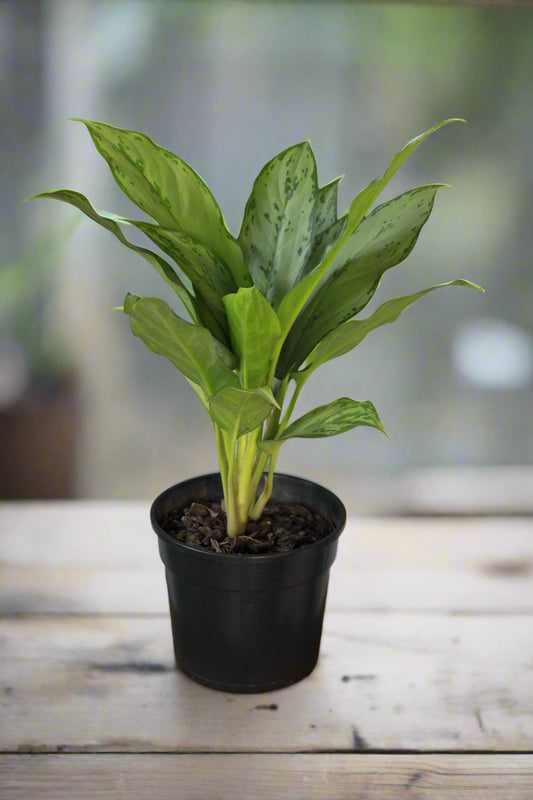 Chinese Evergreen BJ Freeman