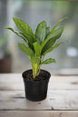 Chinese Evergreen BJ Freeman