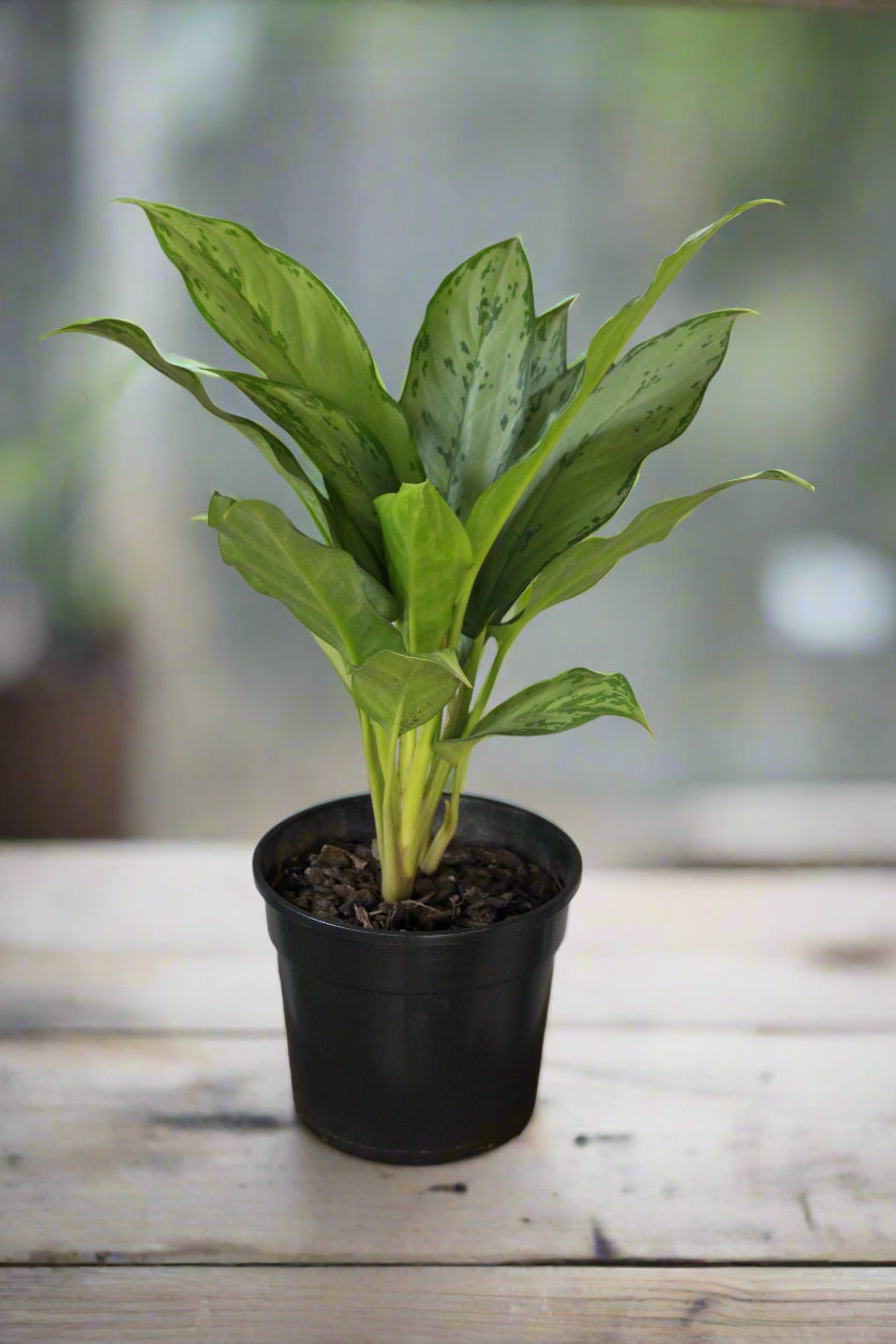 Chinese Evergreen BJ Freeman