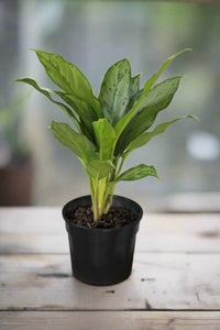Chinese Evergreen BJ Freeman