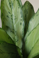 Load image into Gallery viewer, Chinese Evergreen BJ Freeman
