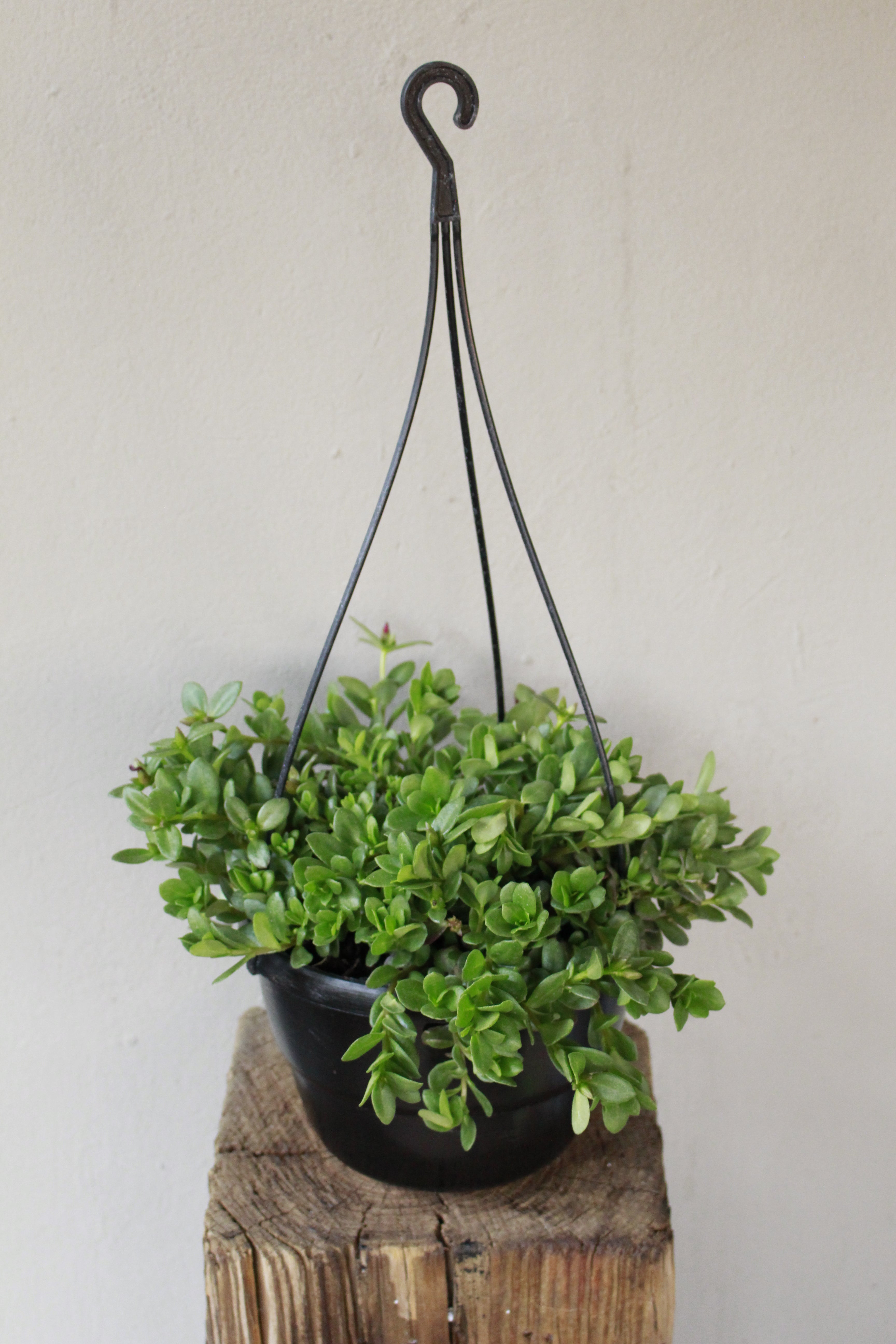 Portulaca Ambraticola hanging pot