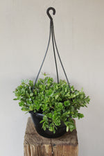 Load image into Gallery viewer, Portulaca Ambraticola hanging pot
