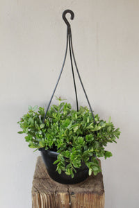 Portulaca Ambraticola hanging pot