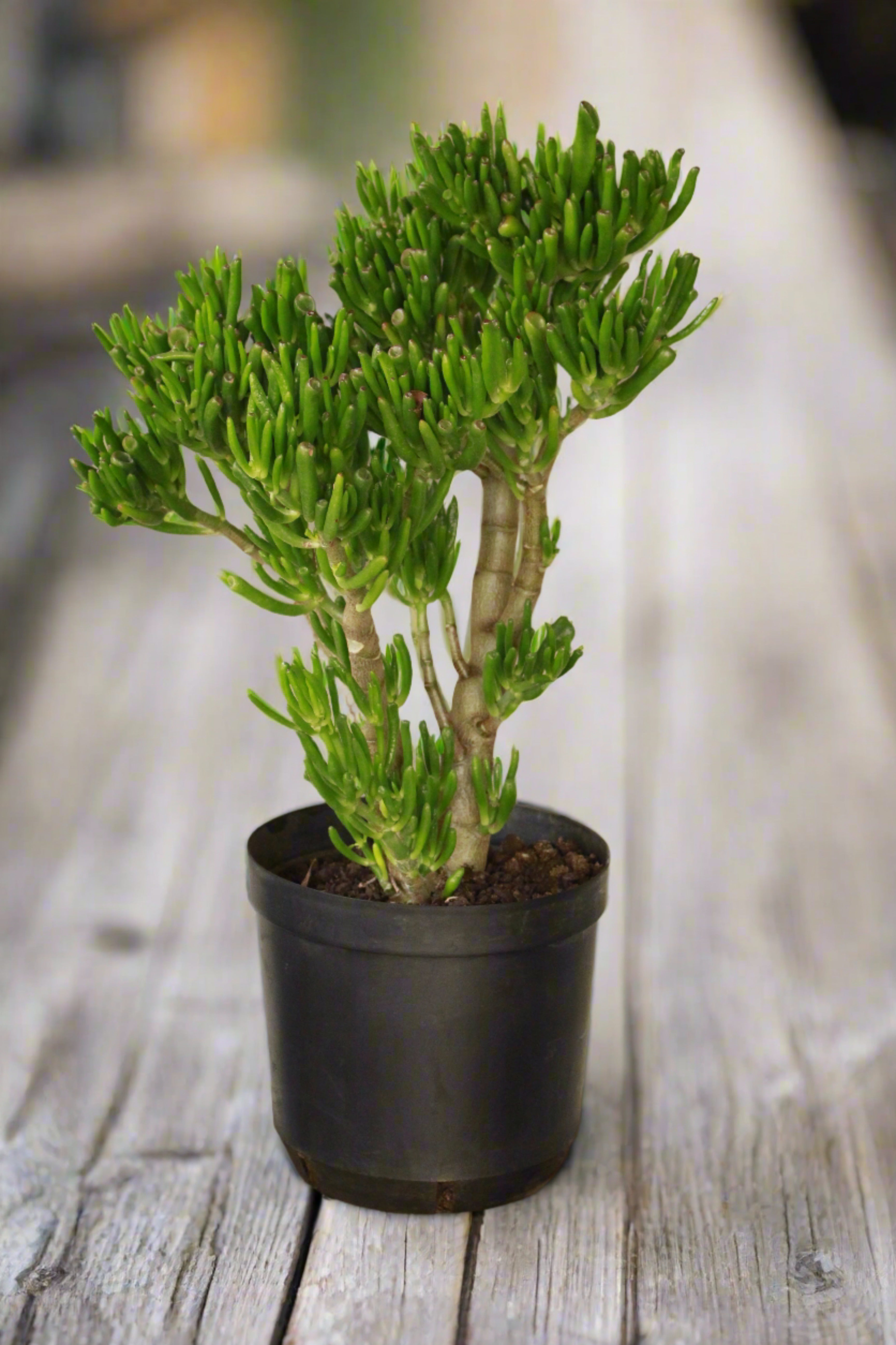 Crassula Ovata Gollum Shrek ears