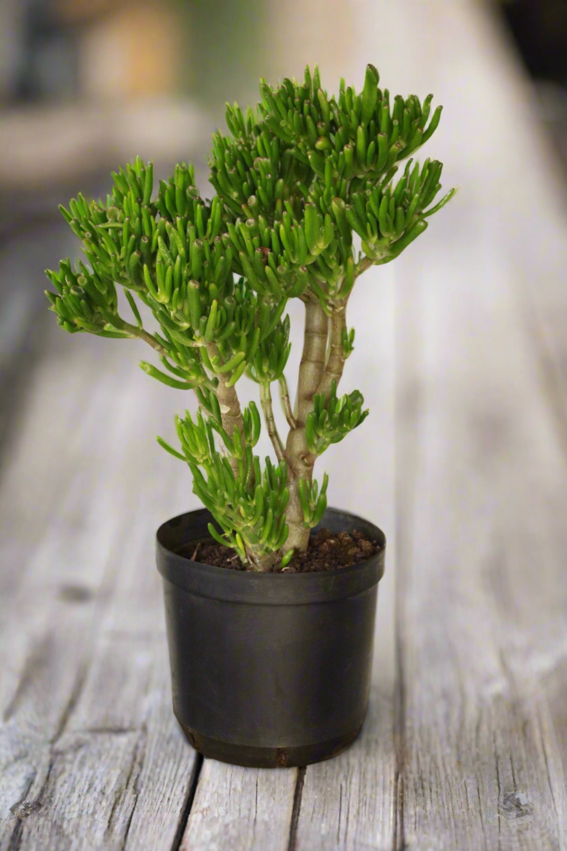 Crassula Ovata Gollum Shrek ears